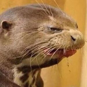 Meet your Posher, Adam